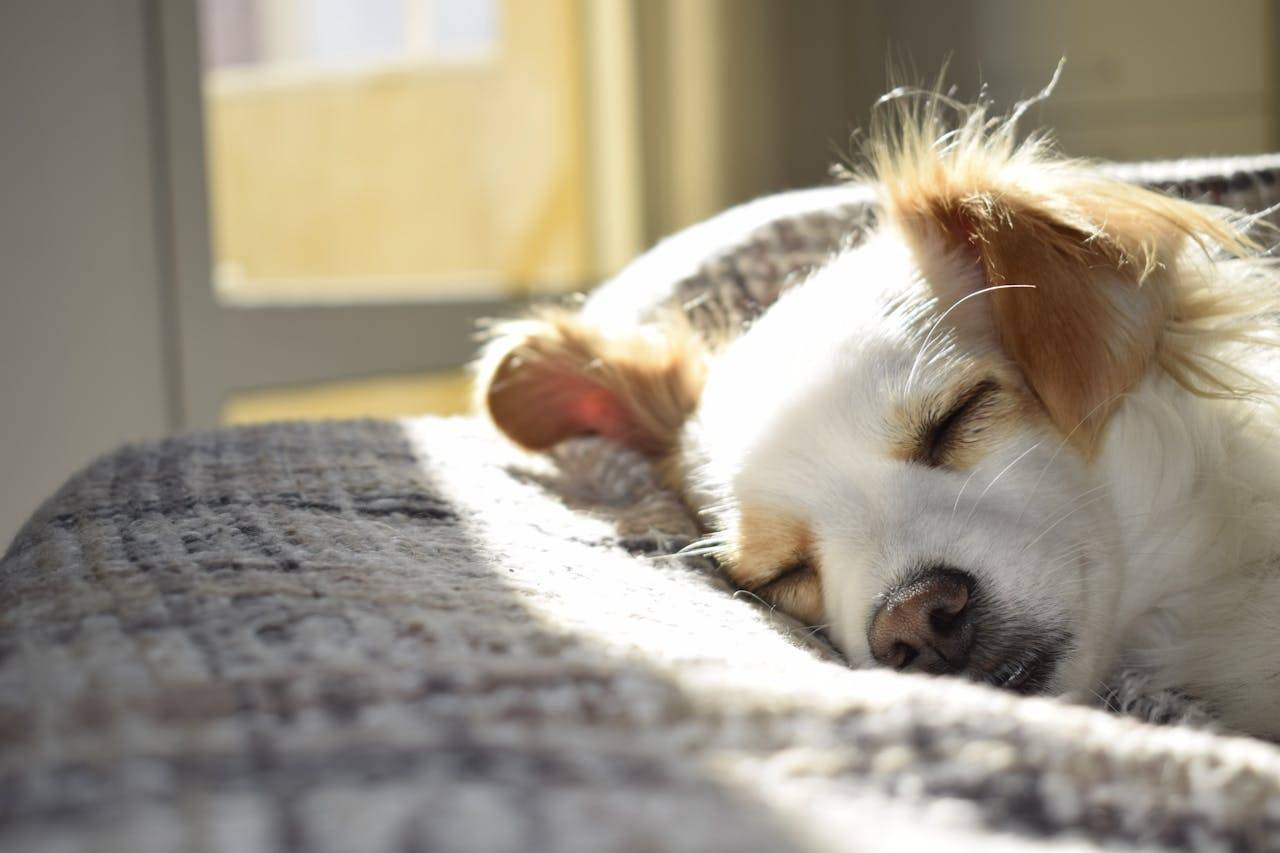 Dog with a snout wearing linens, working as a carnivorous animal.